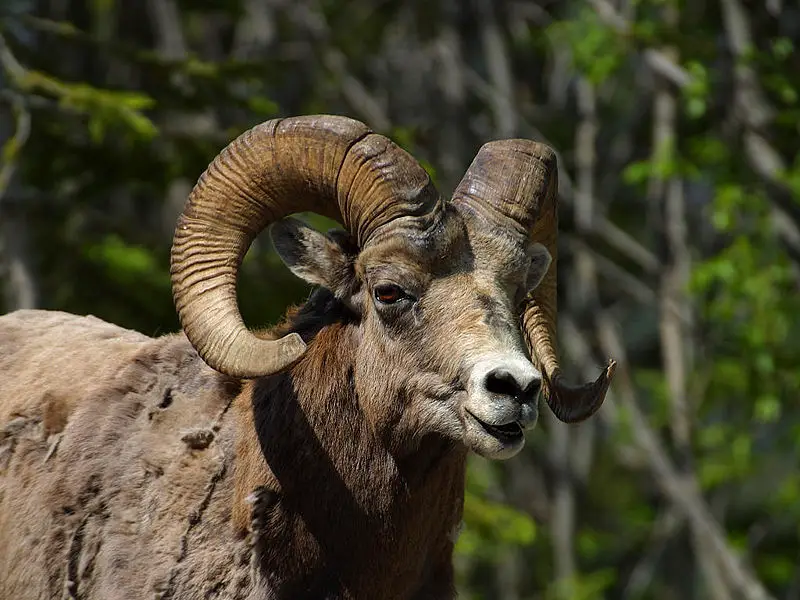 File:Ovis canadensis 2.jpg