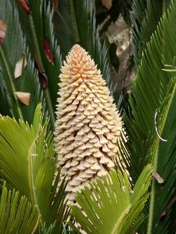 Leaves and male cone of Cycas revoluta