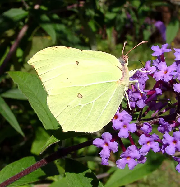 File:Gonepteryx rhamni1.jpg