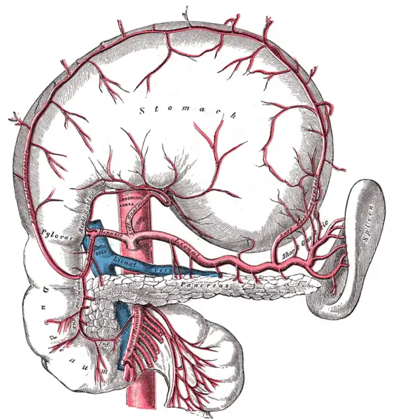File:Gray533.png