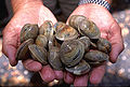 Thumbnail for version as of 05:53, 12 December 2007