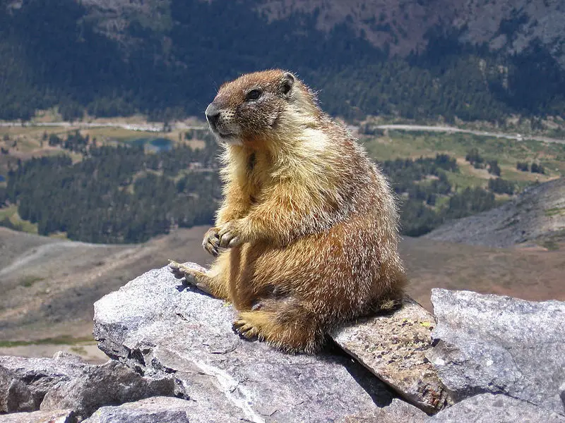 File:Marmot-edit1.jpg