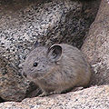 Thumbnail for version as of 01:37, 1 December 2008