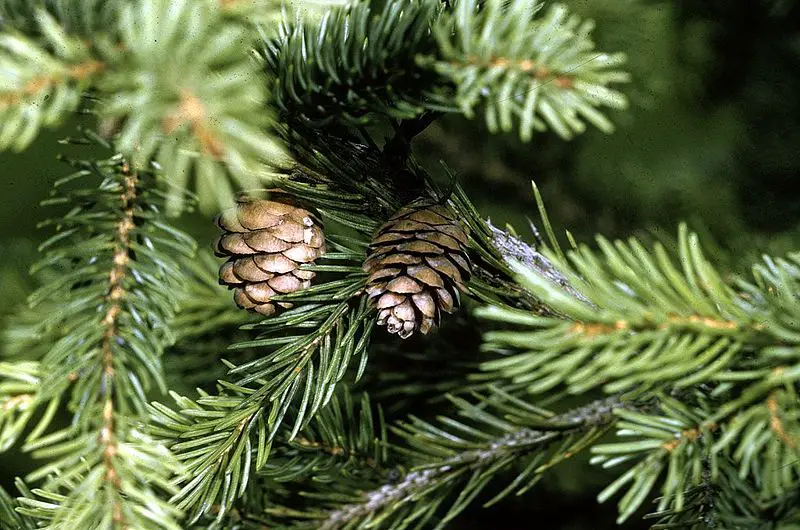 File:Picea rubens cone.jpg