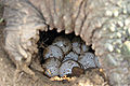 Thumbnail for version as of 14:28, 19 July 2007
