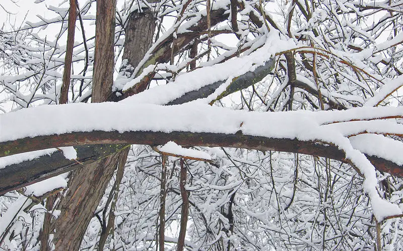 File:Snow on trees.jpg