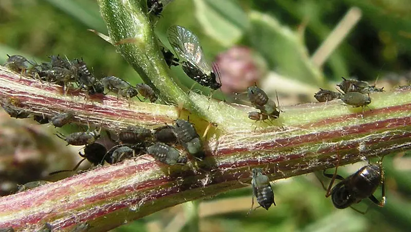 File:Aphids 01.JPG