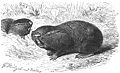 Thumbnail for version as of 18:18, 23 July 2007