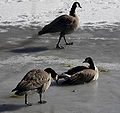 Thumbnail for version as of 00:04, 15 July 2008