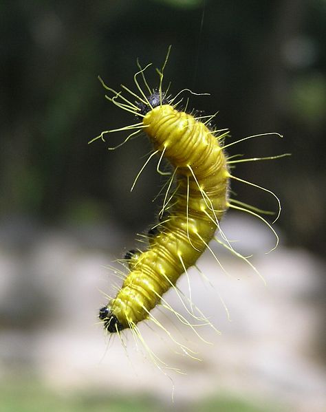 File:Caterphilippine.jpg