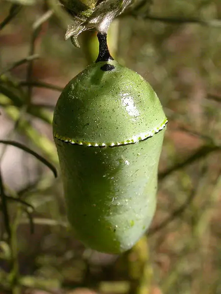 File:Danaus plexippus chrysalis 2003-10-16.jpg
