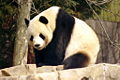 Thumbnail for version as of 22:25, 16 August 2007