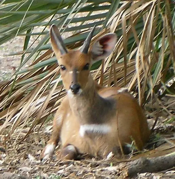 File:Gorongosa - Impala.JPG
