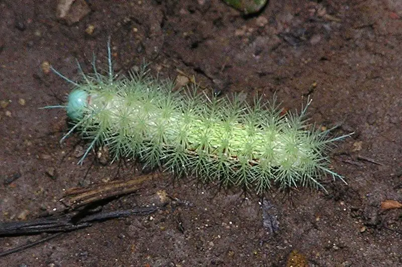 File:Hairy caterpillar (Costa Rica).jpg