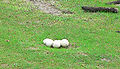 Thumbnail for version as of 20:31, 2 December 2007