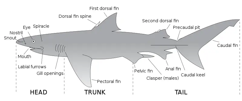 File:Parts of a shark.svg
