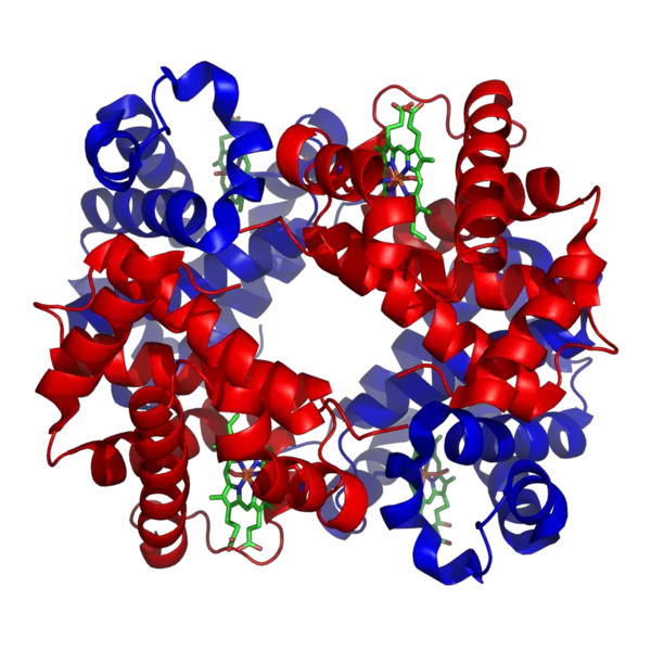 File:1GZX Haemoglobin.png