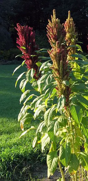 File:Amaranth sp 2.jpg