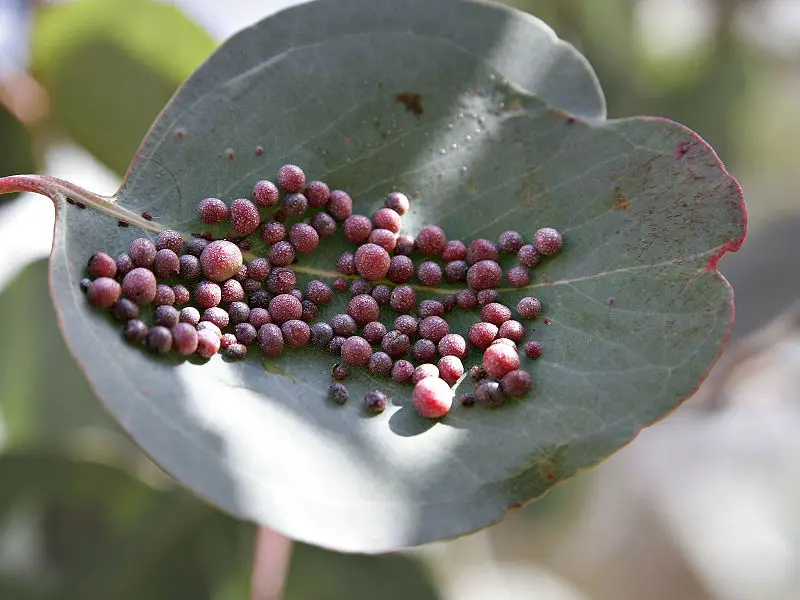File:Eucalyptus gall.jpg