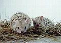 Thumbnail for version as of 22:17, 10 August 2008