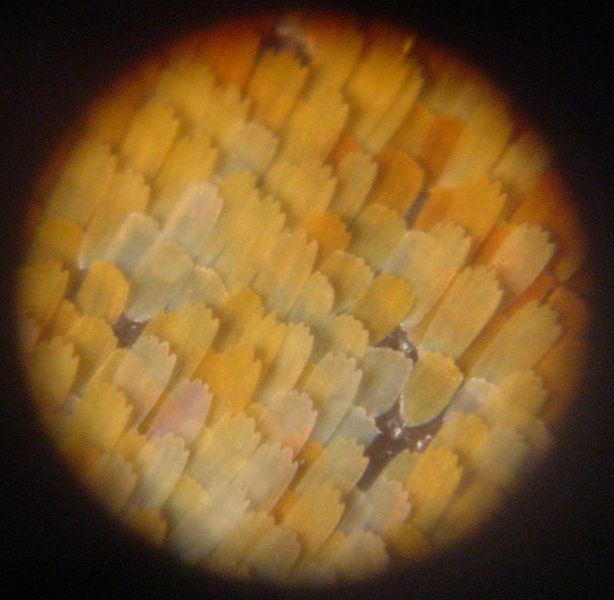 File:Microphoto-butterflywing.jpg
