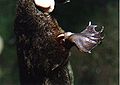 Thumbnail for version as of 03:45, 29 August 2007