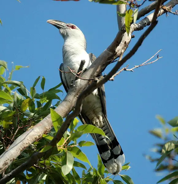 File:Channel-billed Cuckoo Sep07 kobble.jpg