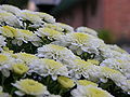 Thumbnail for version as of 02:59, 11 April 2008