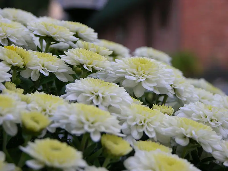 File:Chrysanthemum Bunch Closeup 3264px.jpg