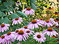 Thumbnail for version as of 19:09, 3 September 2007