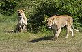 Thumbnail for version as of 19:17, 14 June 2009