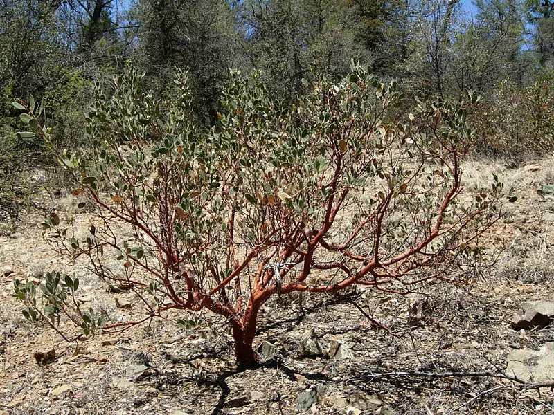 File:Manzanita.JPG