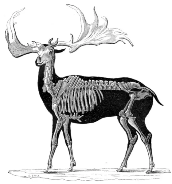 File:Megaloceros 1856.png