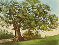 Thumbnail for version as of 22:42, 27 October 2008