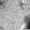 Thumbnail for version as of 15:51, 18 September 2008