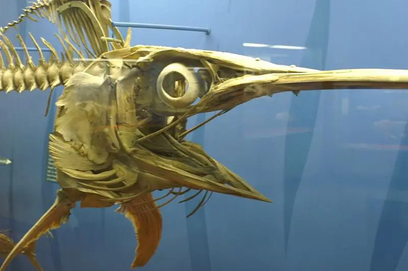 File:Xiphias gladiusZZ.jpg