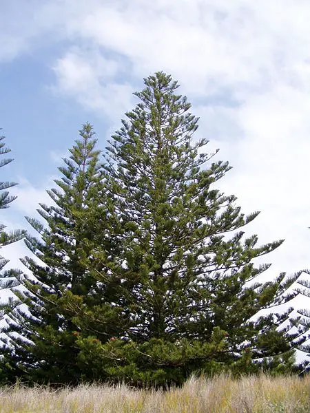 File:Araucaria heterophylla 01.jpg