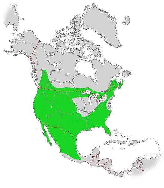 File:BobcatSecond.jpg