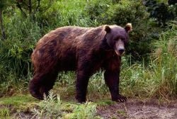 A Kamchatka Brown Bear in the spring