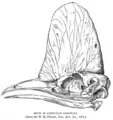 Thumbnail for version as of 02:58, 14 February 2009