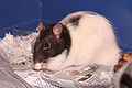 Thumbnail for version as of 05:02, 13 March 2007