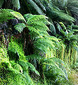 Thumbnail for version as of 21:13, 2 May 2006