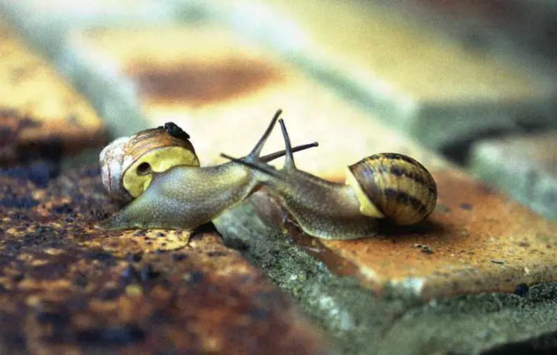 File:Kissingsnails.jpg