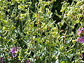 Thumbnail for version as of 15:52, 18 September 2008