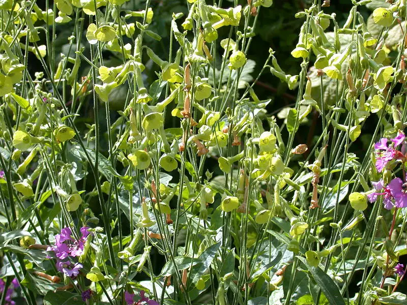 File:Nicotiana langsdorfii 20070810-1226-74.jpg