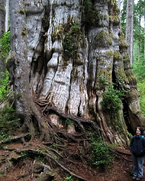 File:QuinaultLakeCedar 7274c.jpg
