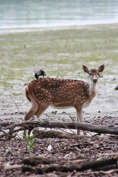 File:Spotted Deer.jpg