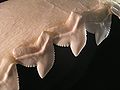 Thumbnail for version as of 10:33, 28 January 2007