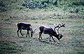 Thumbnail for version as of 18:52, 21 June 2007