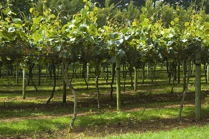 File:Kiwi Fruit Orchard n.jpg